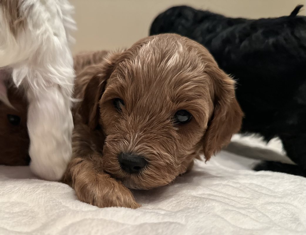 Sir Louis Vuitton - Goldendoodles Utah-Your puppy is waiting!